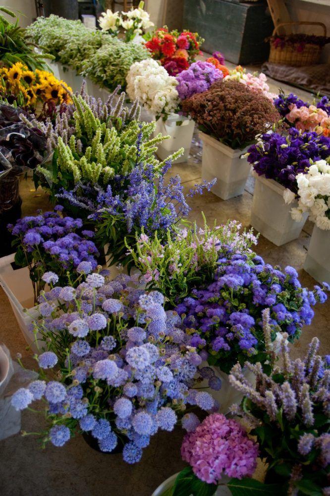 Serenity Whisper: Elegant Flora Melange